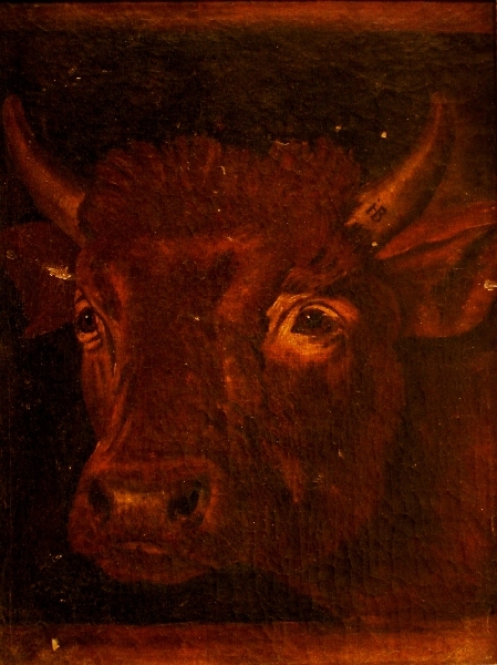 449x600 Filebull's Head, Painting By Johann Heinrich Baumann.jpg - Bull Head Painting