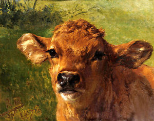 300x236 Head Of A Calf Young Cow Bull Bovine Animal Painting By Rosa - Bull Head Painting