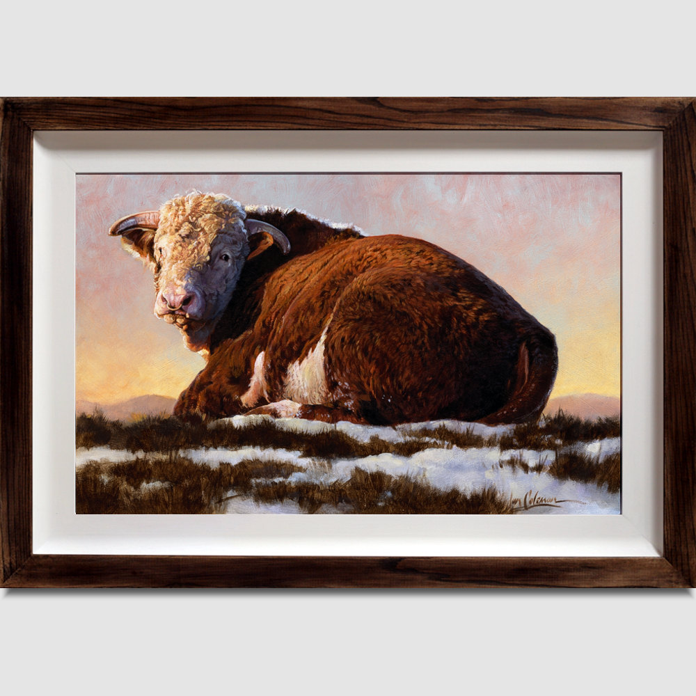 1000x1000 Canvas Print Hereford Bull 20x30in Coleman Gallery - Bull Painting On Canvas