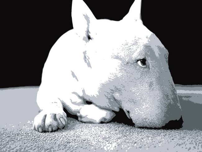 650x488 Stunning English Bull Terrier Artwork For Sale On Fine Art Prints - Bull Terrier Painting