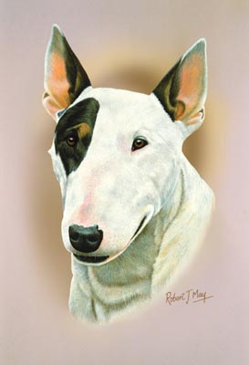 273x400 Bull Terrier Head Study Print Rmdh30 - Bull Terrier Painting