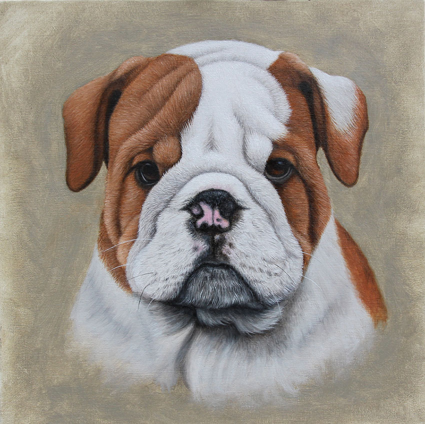 850x847 Dog Portraits In Oil Thoroughbredfineart - Bulldog Oil Painting