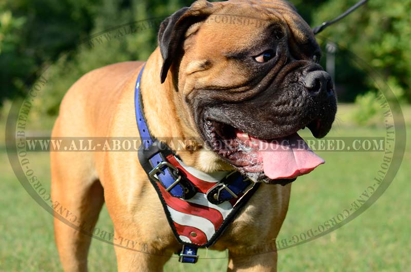 800x530 Bullmastiff Breed Protection Work Classic Leather Dog Harness - Bullmastiff Painting