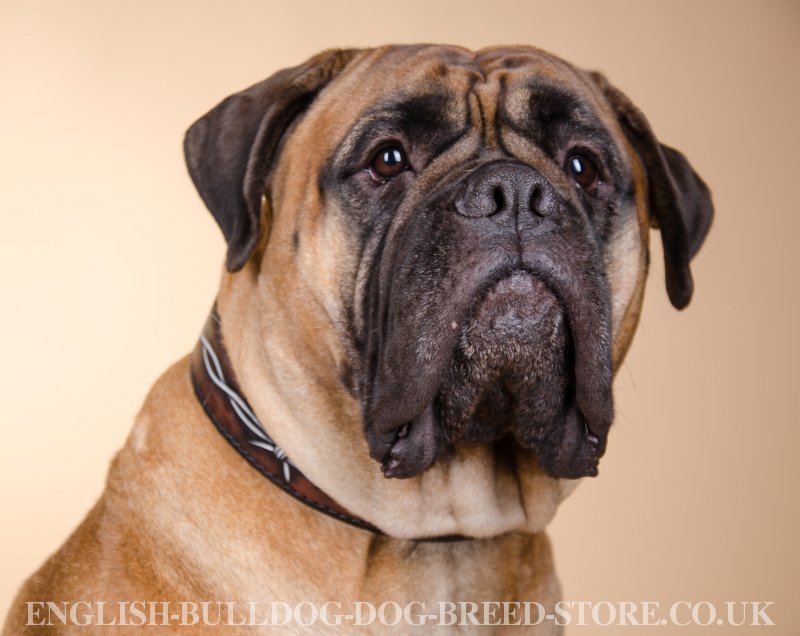 800x636 Bullmastiff Dog Collar Barbed Wire Drawing - Bullmastiff Painting