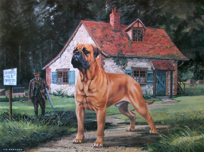 709x527 Bullmastiff Limited Edition Print By Canine Artist Vic Granger - Bullmastiff Painting