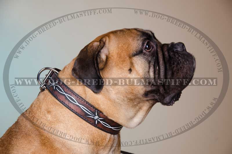 800x530 Bullmastiff Leather Dog Collar With Barbed Wire Water Resitant - Bullmastiff Painting