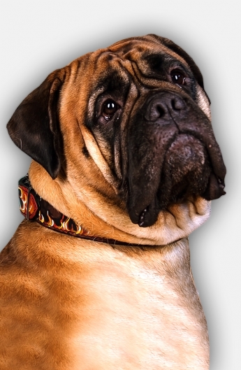 345x529 Buy Leather Hand Painted Dog Collar For Bullmastiff - Bullmastiff Painting