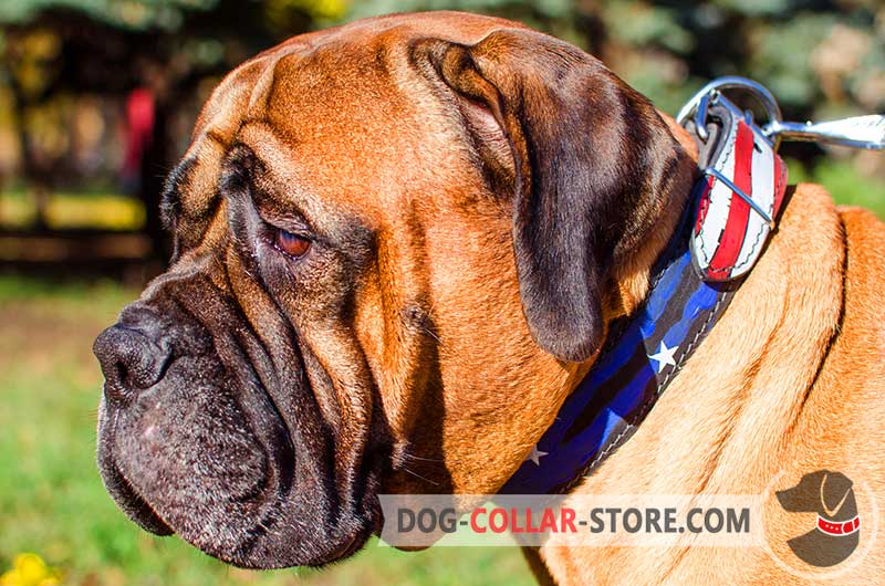800x530 Buy Painted Leather Bullmastiff Collar American Flag Painting - Bullmastiff Painting