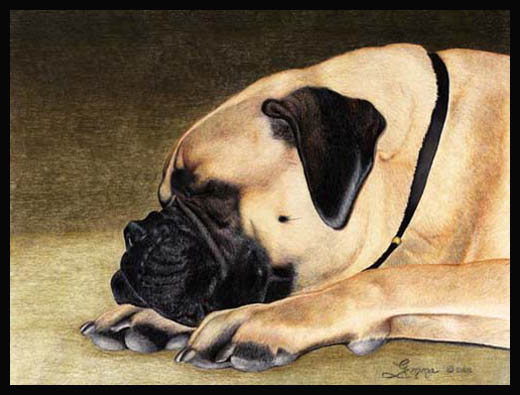 520x395 Colored Pencil Painting - Bullmastiff Painting