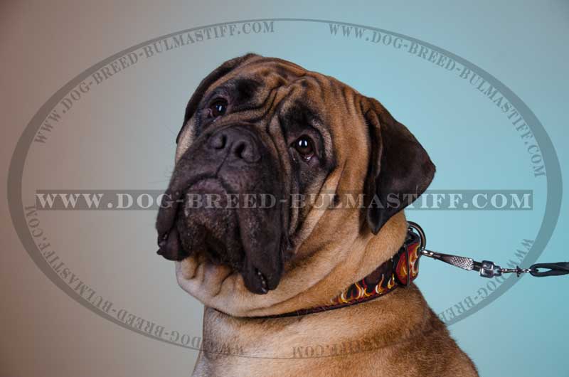 800x530 Hand Painted Leather Dog Collar For Energetic Bullmastiffs [C79 - Bullmastiff Painting