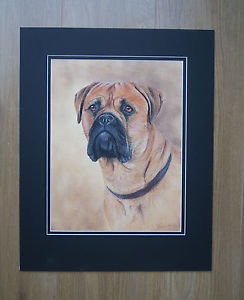 244x300 Mounted Original Bullmastiff Dog Pastel Painting By Uk Portrait - Bullmastiff Painting