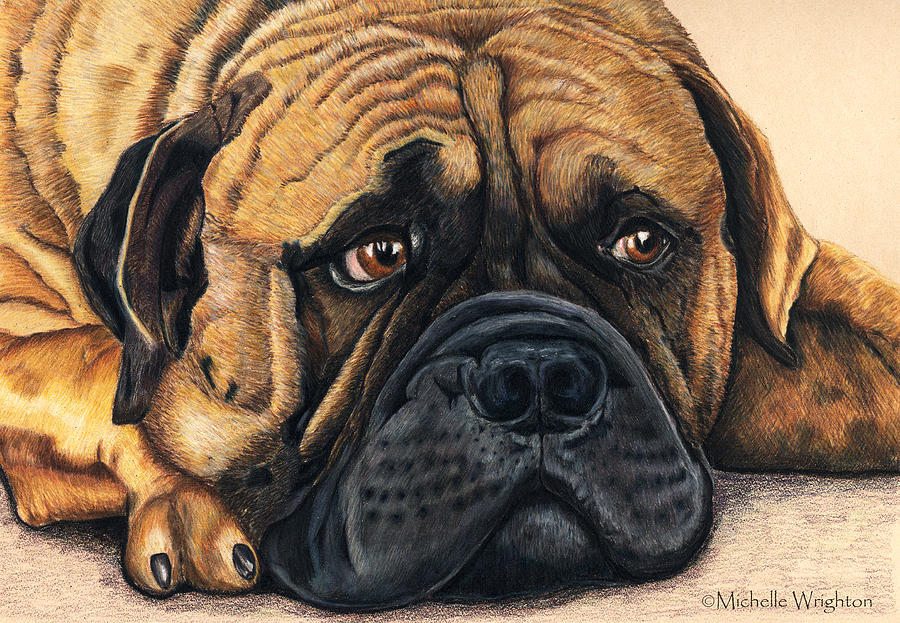 900x623 Waiting Bullmastiff Drawing Painting By Michelle Wrighton - Bullmastiff Painting