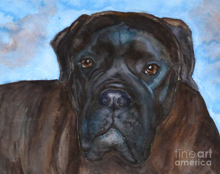 900x714 Bruno The Bullmastiff Painting By Amy Pilafas - Bullmastiff Painting