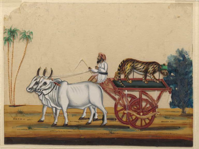 768x576 A Bullock Cart Carrying A Cheetah. (Painting) Vampa Search - Bullock Painting