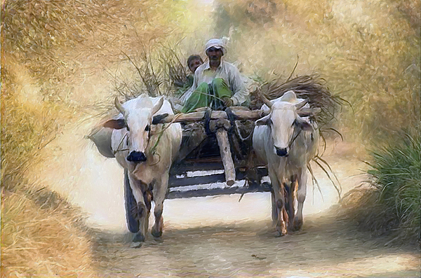 600x397 Bullock Cart Digital Art By Shreeharsha Kulkarni - Bullock Painting
