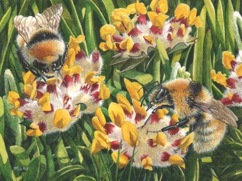 480x360 Great Yellow Bumblebee Painting - Bumble Bee Painting