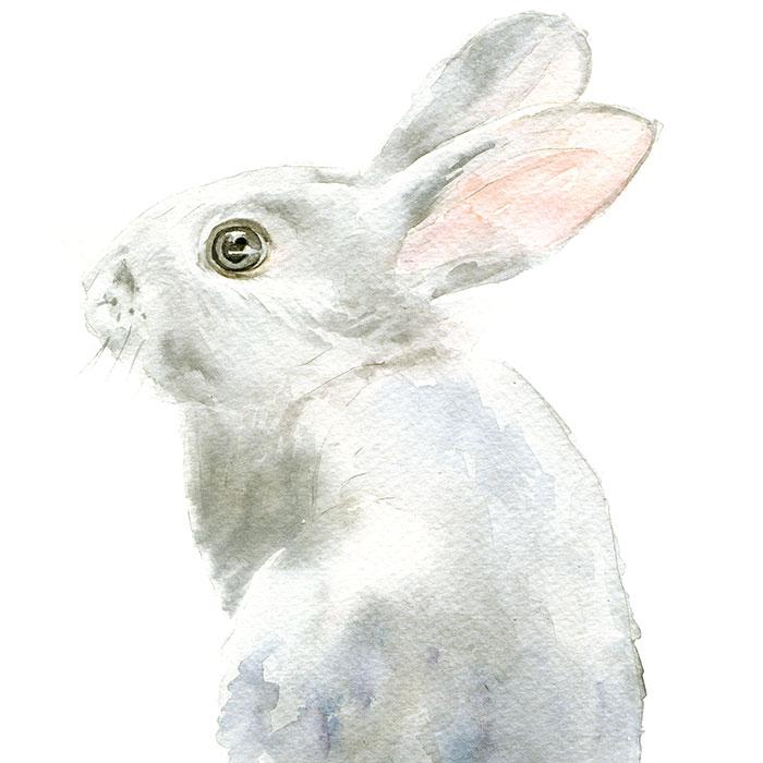 700x700 Gray Bunny Rabbit Original Watercolor Painting Susan Windsor - Bunny Rabbit Painting