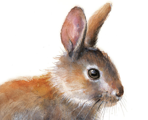 570x461 Bunny Rabbit Watercolor Painting. Art Print. Nature Animal - Bunny Rabbit Painting