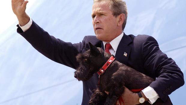 620x350 Former First Dog Barney Dies, Bush Honors With Oil Painting - Bush Dog Painting