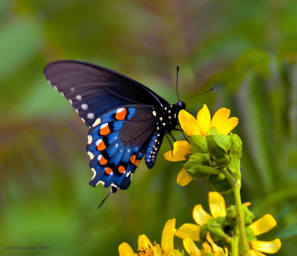 960x828 Sarah Jane's Craft Blog Watercolor Butterfly From Photograph Take 2 - Butterfly And Flower Painting