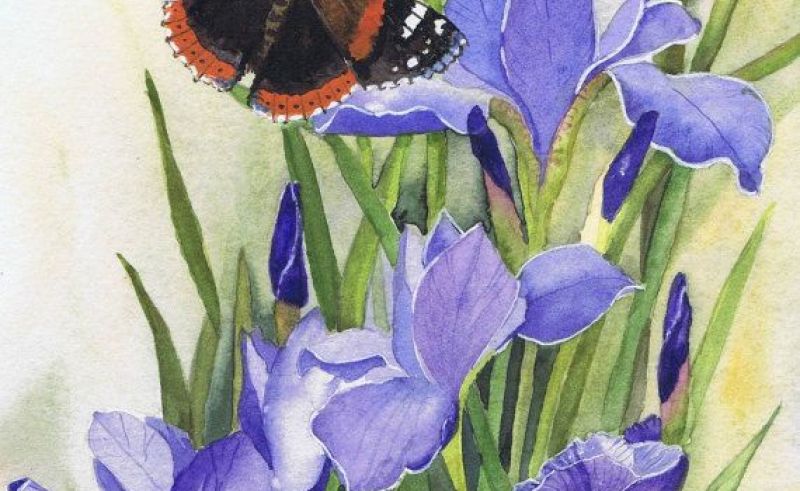 800x491 Iris Butterfly And Flower Paintings Painting For Home - Butterfly Flower Painting