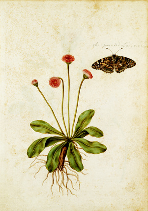 301x428 Daisy Amp Painted Lady Butterfly, By Jacques Le Moyne De Morgues - Butterfly On Daisy Painting