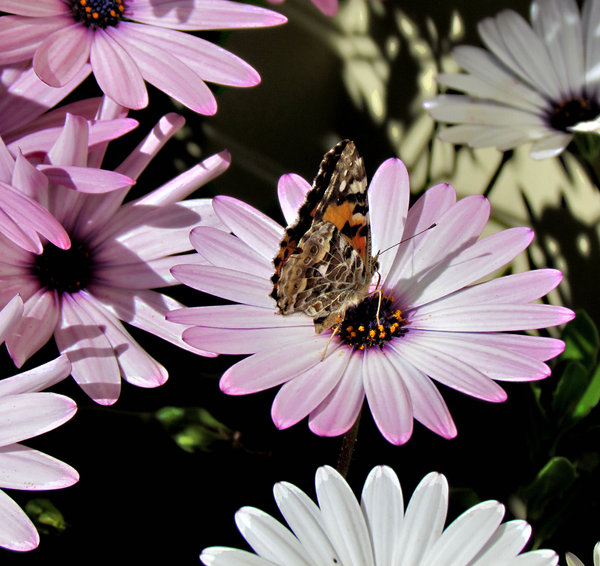 600x566 Free Stock Photos - Butterfly On Daisy Painting