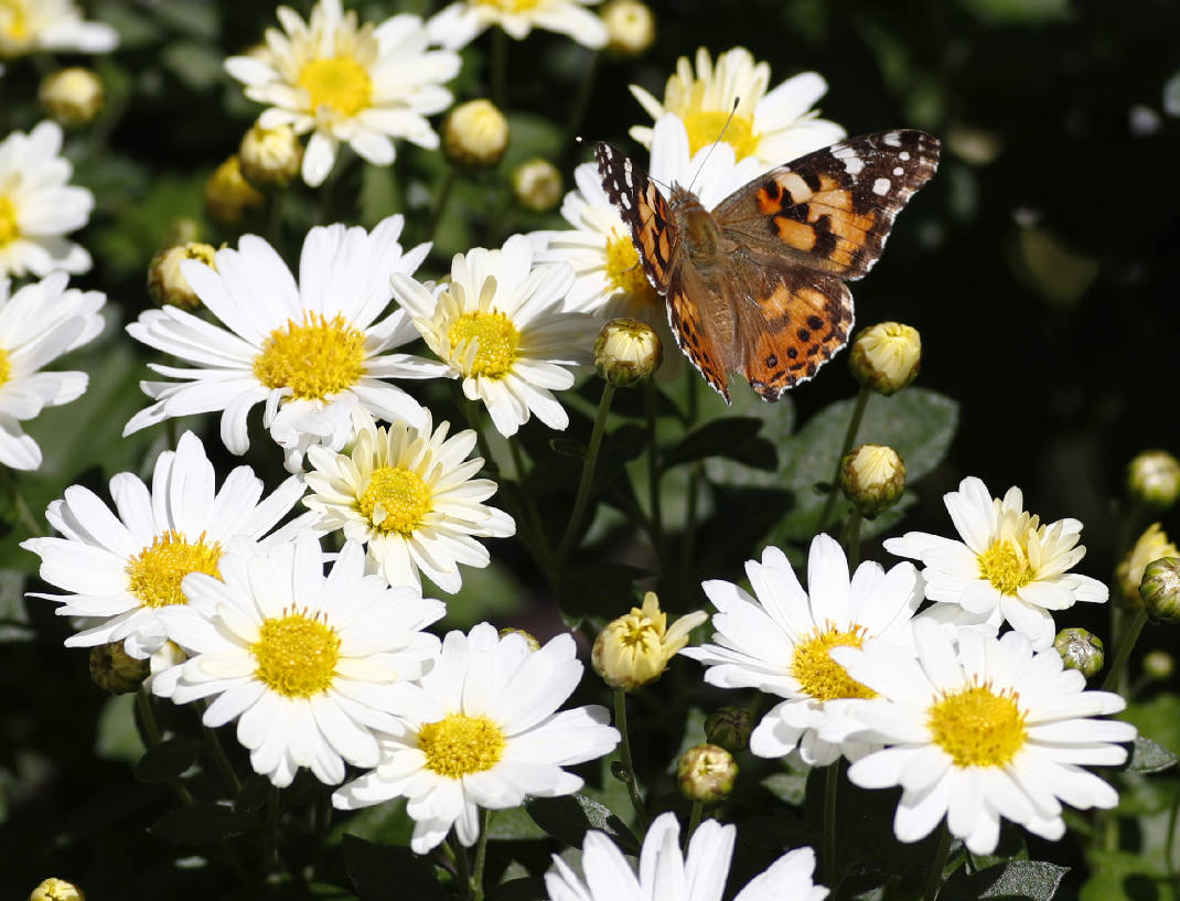 Butterfly On Daisy Painting at PaintingValley.com | Explore collection ...