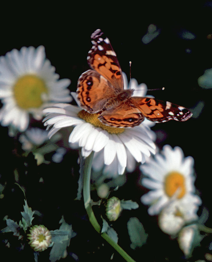 728x900 Painted Lady Butterfly On Daisy Nature Scene Photograph By Melanie - Butterfly On Daisy Painting