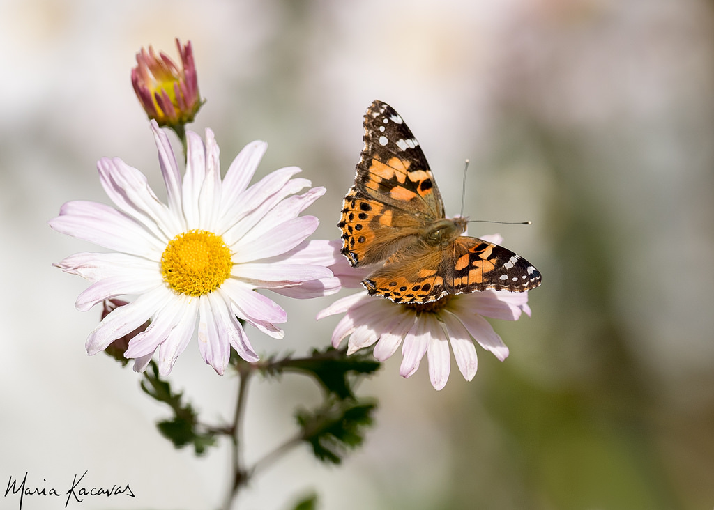 1024x732 Painted Lady Butterfly On A Daisy Maria Kacavas - Butterfly On Daisy Painting
