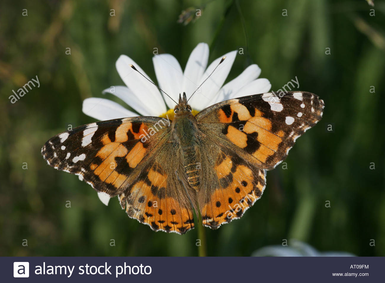 1300x956 Painted Lady Butterfly Vanessa Atalanta On A Oxeye Daisy Flower - Butterfly On Daisy Painting