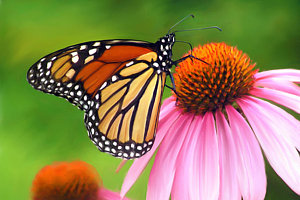 300x200 Colorful Butterfly Paintings - Butterfly On Flower Painting