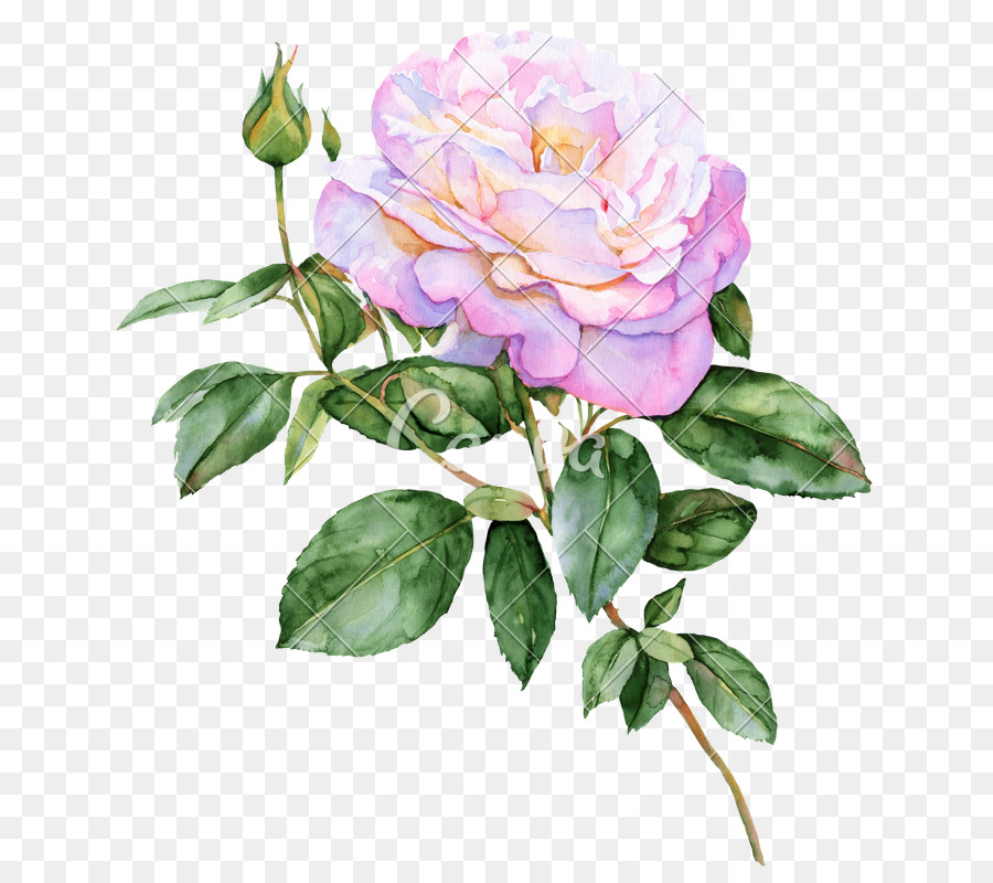 900x800 Flower Rose Watercolor Painting Drawing - Butterfly On Flower Painting