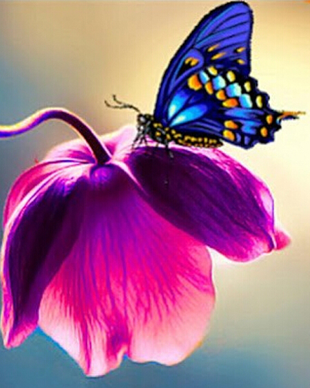 449x561 5d Diy Square Diamond Painting Butterfly Flower Cross Stitch Kits - Butterfly On Flower Painting