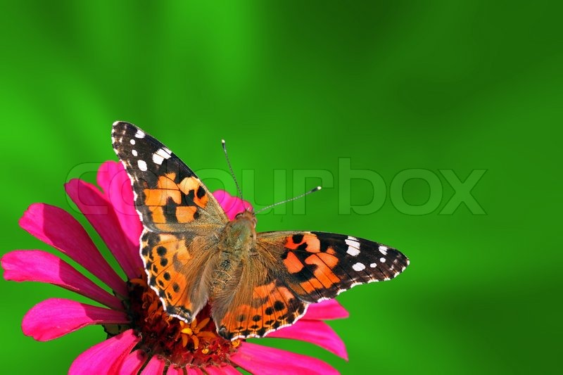 800x533 Butterfly (Painted Lady) Sitting On Flower (Zinnia) Stock Photo - Butterfly On Flower Painting