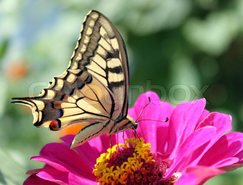 800x608 Butterfly (Papilio Machaon) Sitting On Flower Stock Photo - Butterfly On Flower Painting