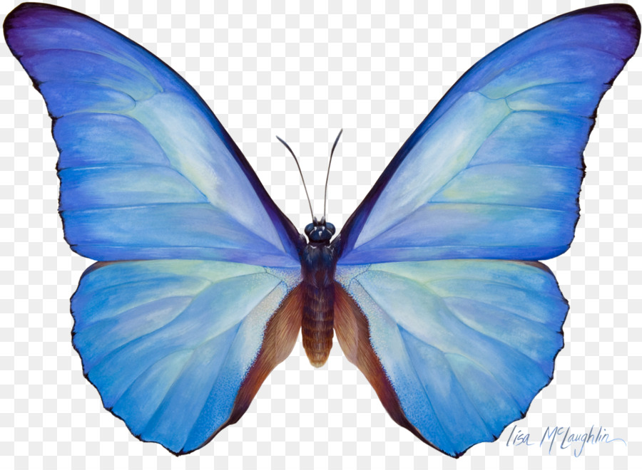 900x660 Butterfly Watercolor Painting Sepanta Telegram - Butterfly Watercolor Painting