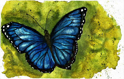 498x318 Sapphire In Flight - Butterfly Watercolor Painting