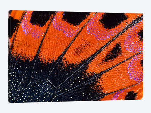 500x375 Butterfly Wing Macro Photography Viii Canvas W Darrell Gulin - Butterfly Wing Painting