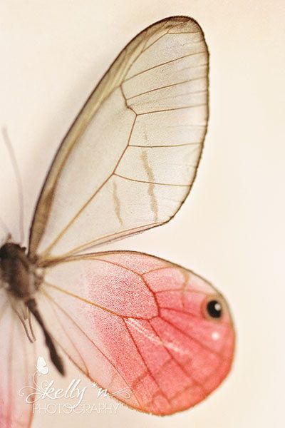 400x600 Butterfly Photography Butterfly Wings Print, Pink Glasswing Photo - Butterfly Wing Painting