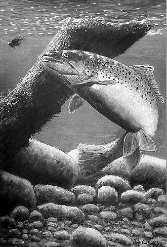 338x500 Brown Trout Bw Painting Totally Inspired By Venuses - Bw Painting
