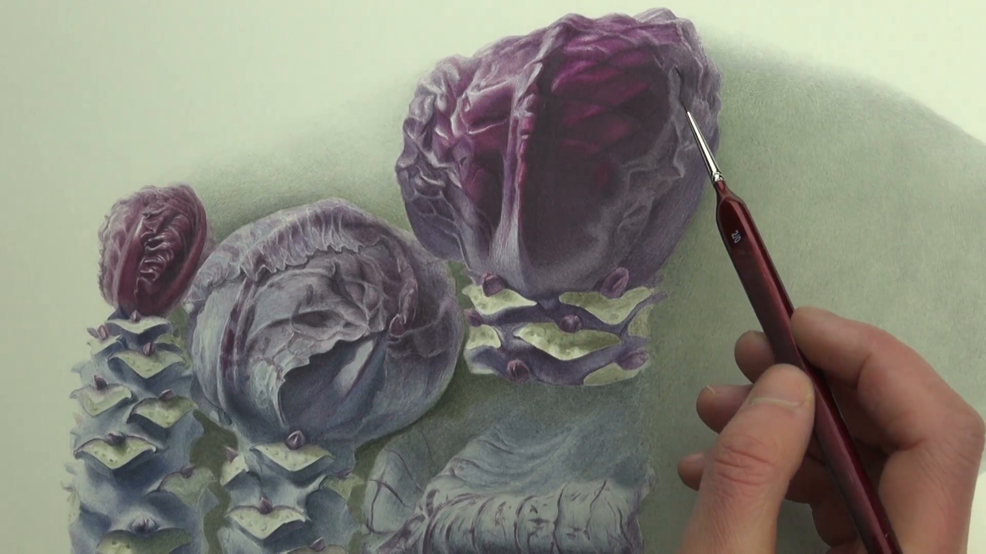1920x1080 Painting Violet Cabbage Composition In Watercolor Paint Stock - Cabbage Painting
