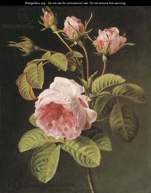 516x660 A Sprig Of Pink Cabbage Roses - Cabbage Rose Painting