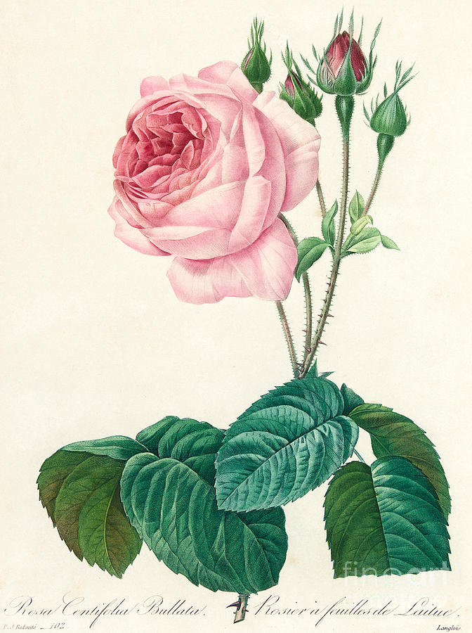 672x900 Cabbage Rose Paintings Fine Art America - Cabbage Rose Painting