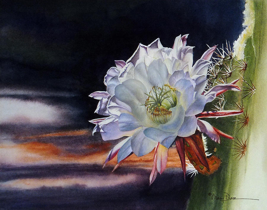900x707 Early Morning Argentine Giant Cactus Flower Painting By Mary Dove - Cactus Flower Painting