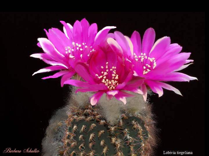 720x540 Cactus Flower 2 - Cactus Flower Painting