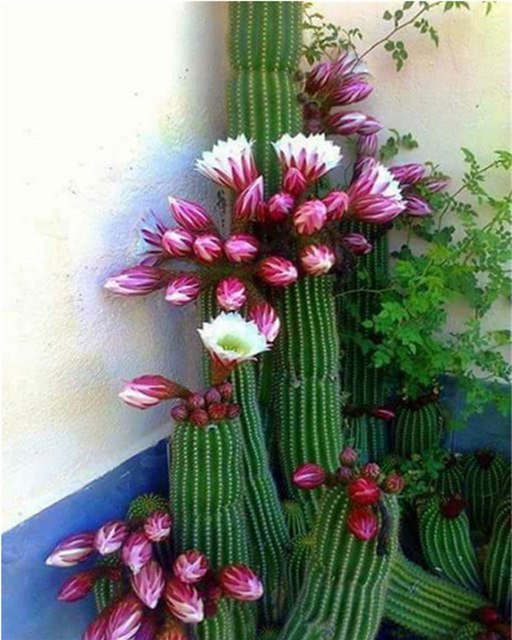 512x640 Cactus Flower Diy Diamond Embroidery Full Flower Painting Design - Cactus Flower Painting