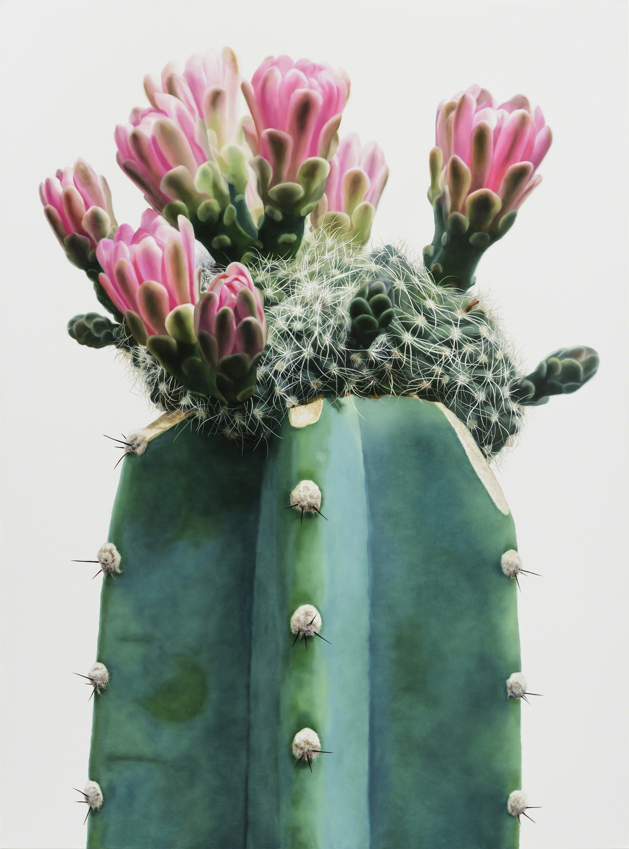 2000x2697 Towering Hyperrealistic Cactus Paintings By Lee Kwang Ho Colossal - Cactus Painting
