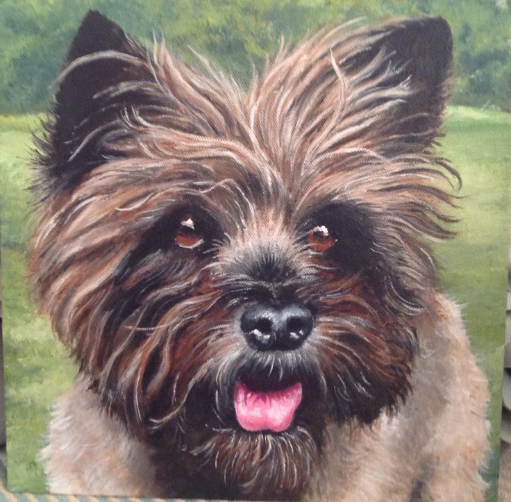 736x723 500 Best Terrier Art 1 Images On Cairn Terrier, Cairn - Cairn Terrier Painting