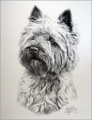 322x420 Cairn Terrier Dog Portrait Picture, Print - Cairn Terrier Painting
